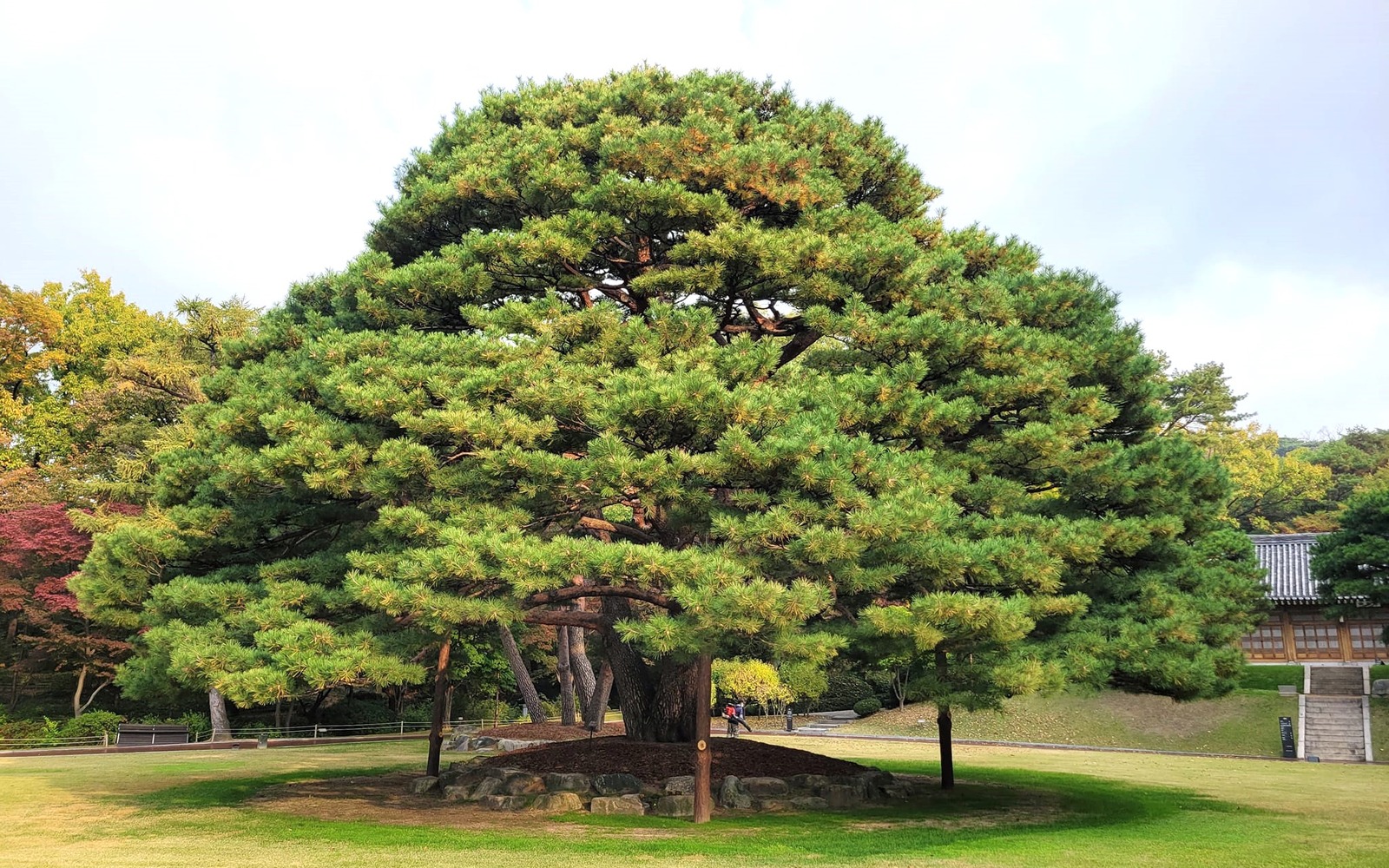 소나무 케어 프로그램